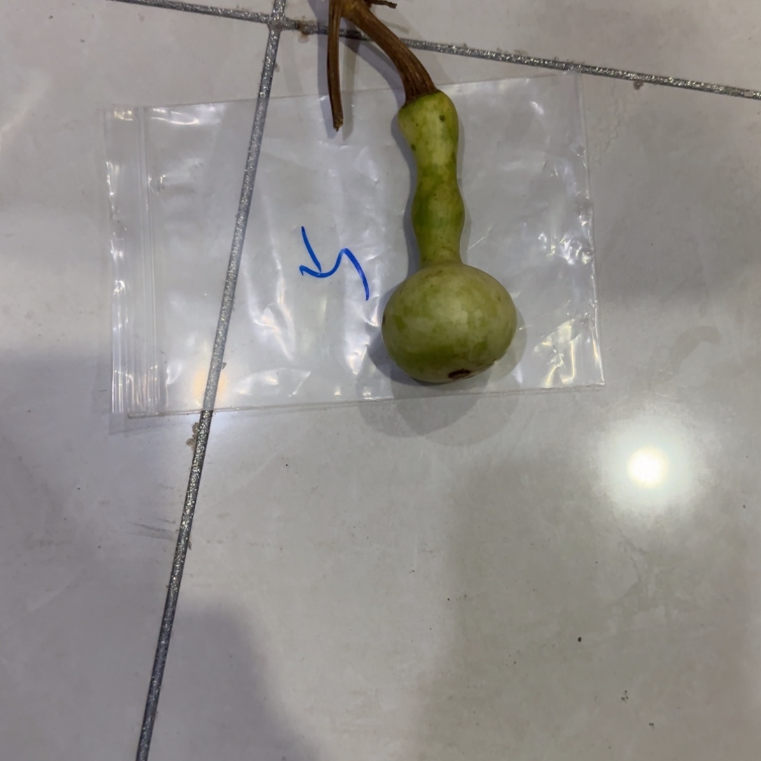 太****青皮不包成乀，，，，，，，，，