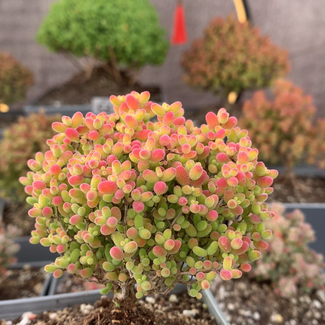 c249蜜橘枝干番杏