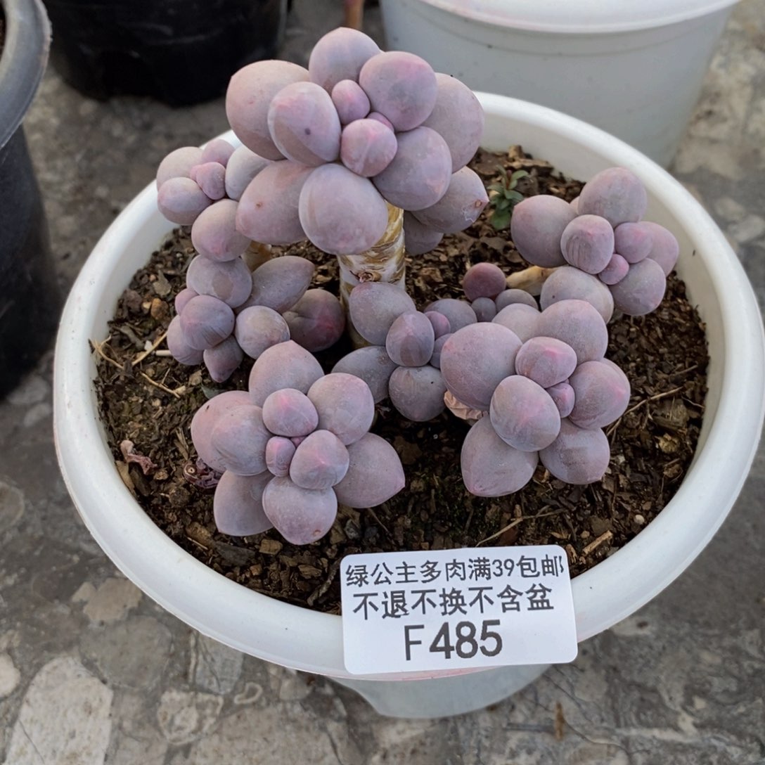 485香水手指奶多肉9c