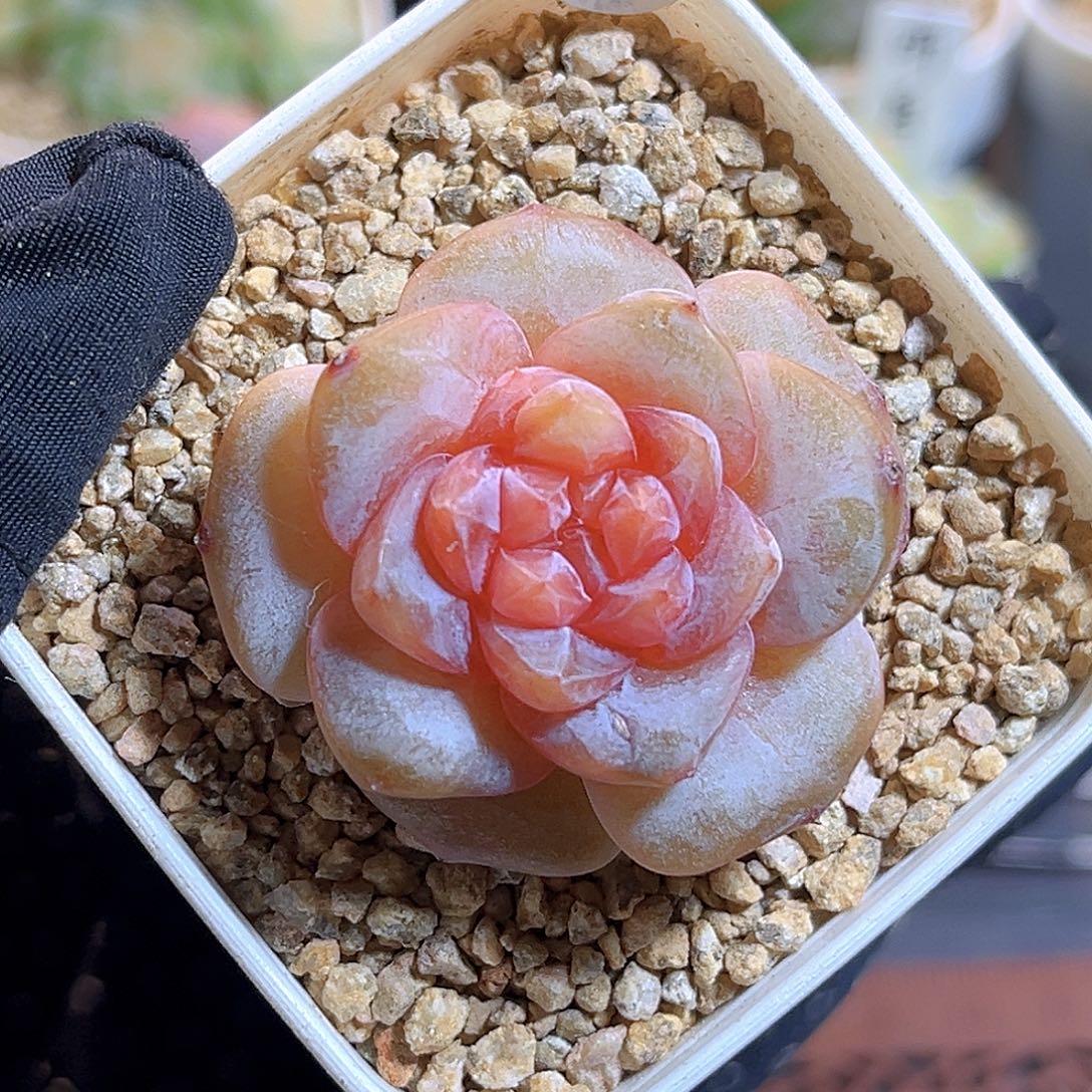 722一物一拍 月兔
