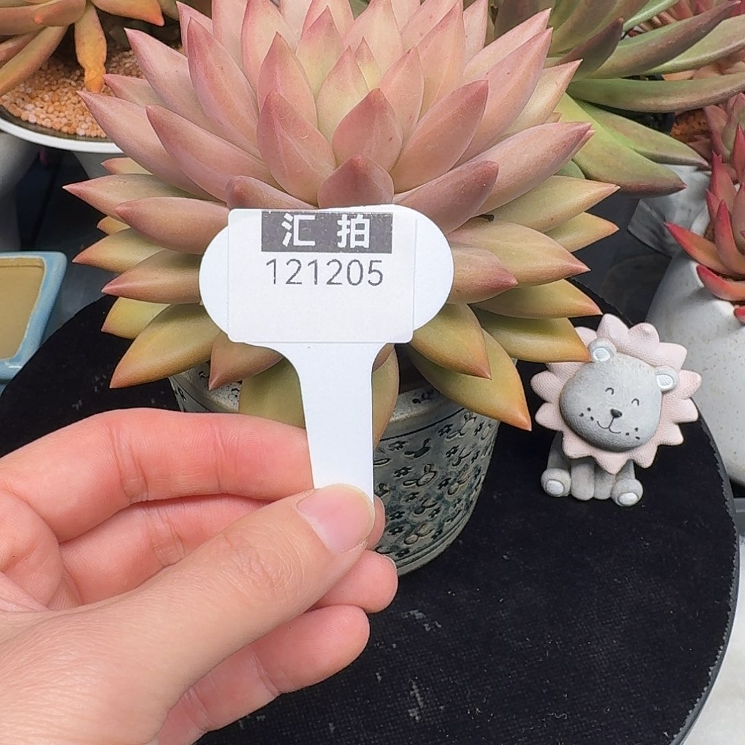 精品多肉植物121205