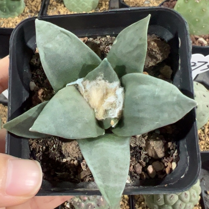 实生牡丹仙人球仙人球