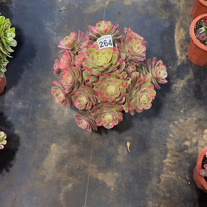 红陶粉女郎2640000