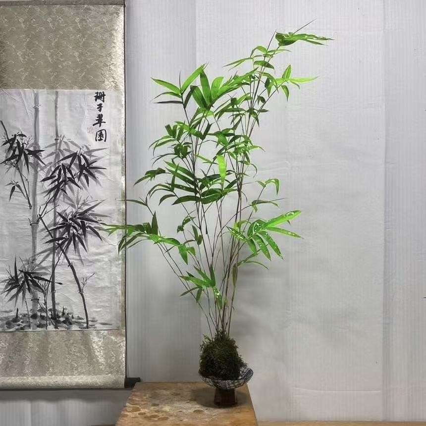 红观音竹绿观音竹室内盆栽好养易活四季常青绿植