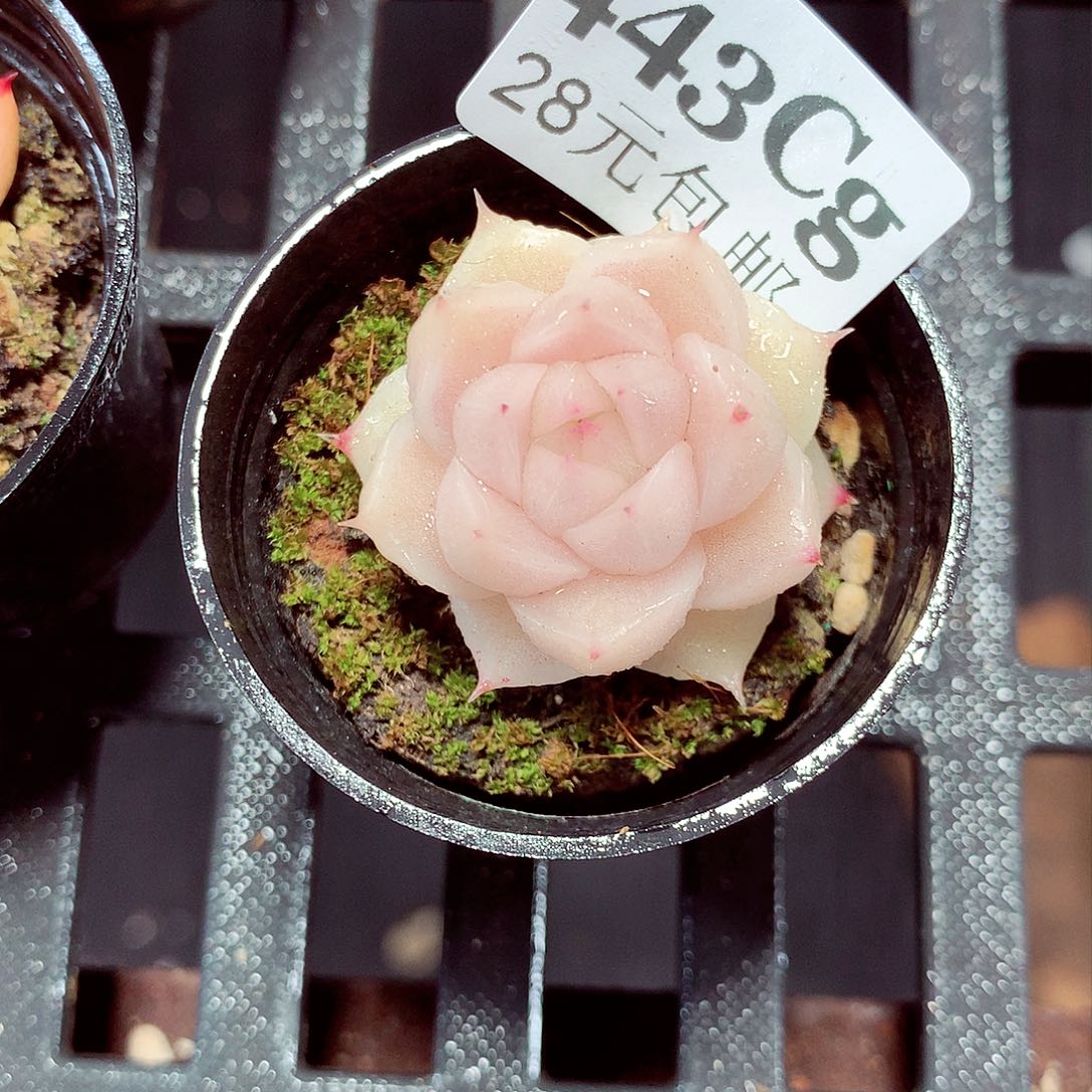 5厘米盆精控多肉443