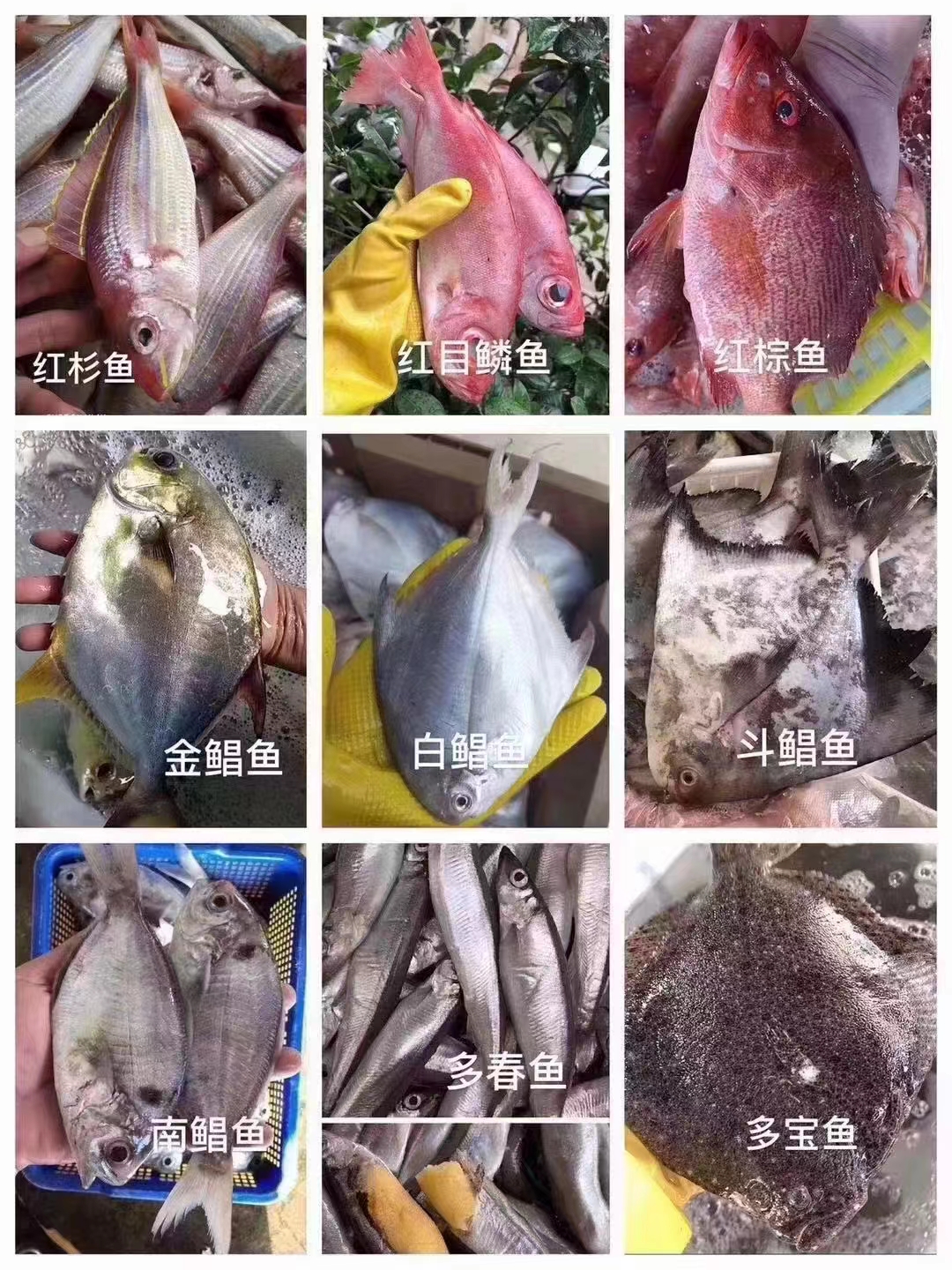 大海小仙海鲜改价2号链接