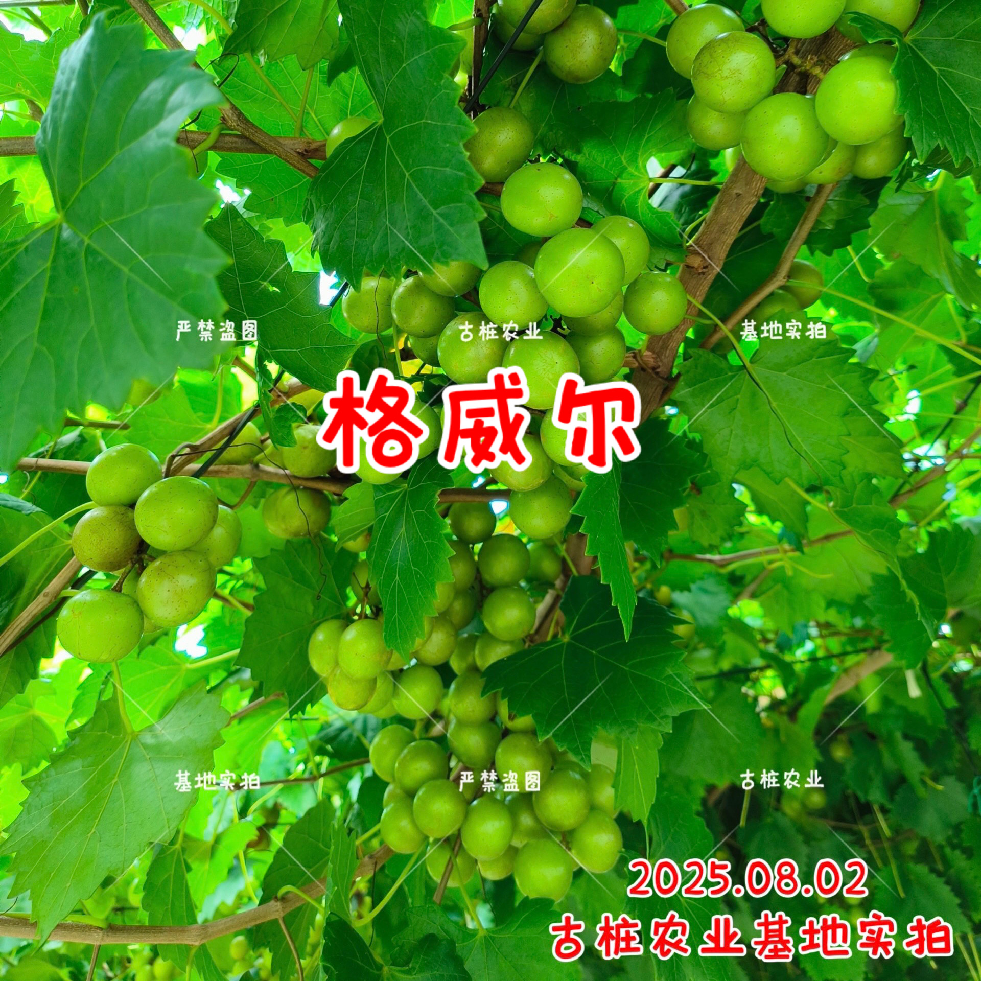 圆叶葡萄苗格威尔1米以上自粉庭院盆栽果树古桩农业非变异籽播苗