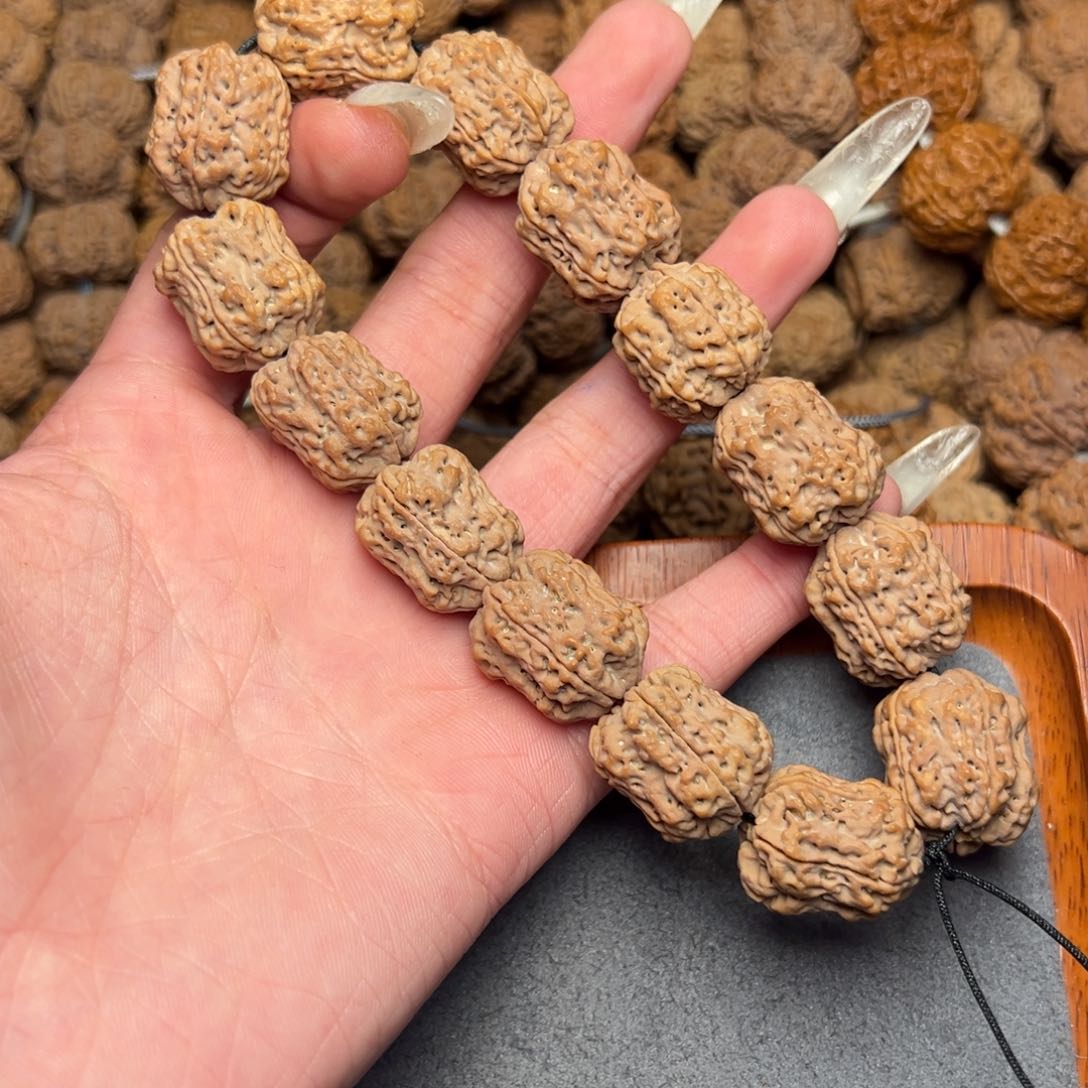 菩提26号尼泊尔大金刚夹板花生