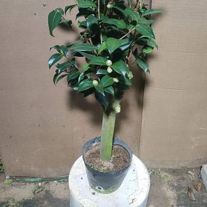 245四品，原盆原土发货，不包邮