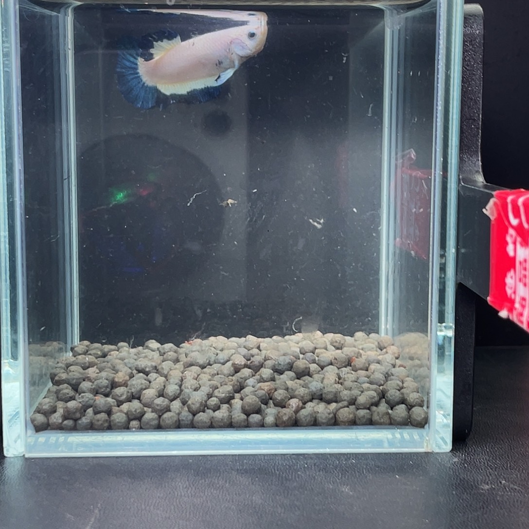 斗鱼55号97早青花