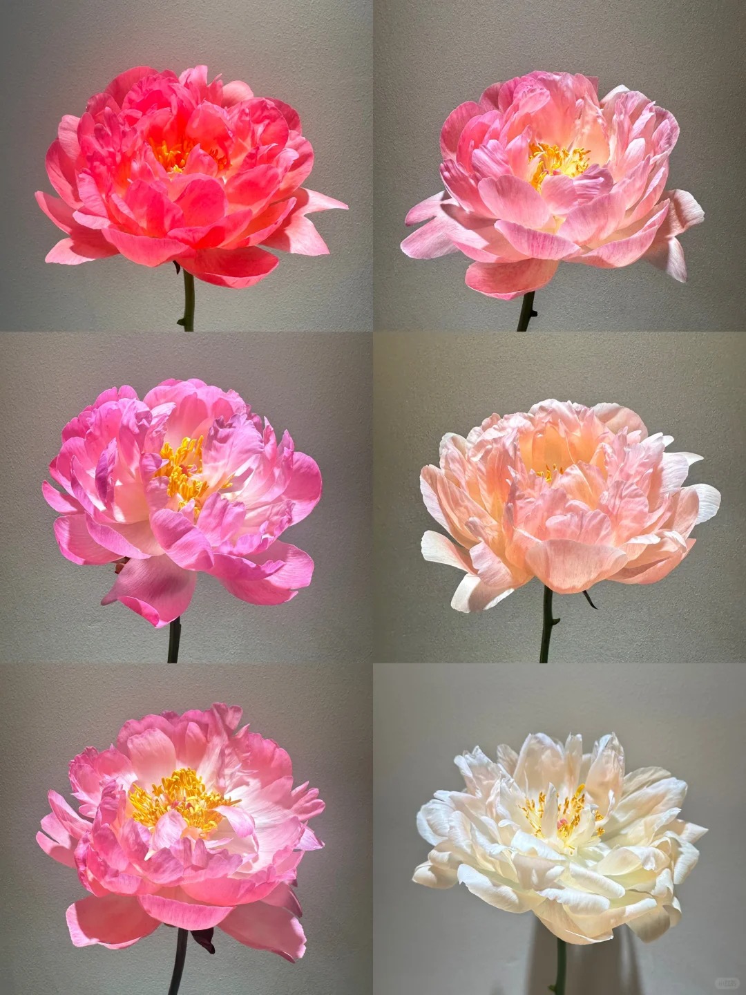 落日珊瑚芍药5支--收到花第一时间醒花哟