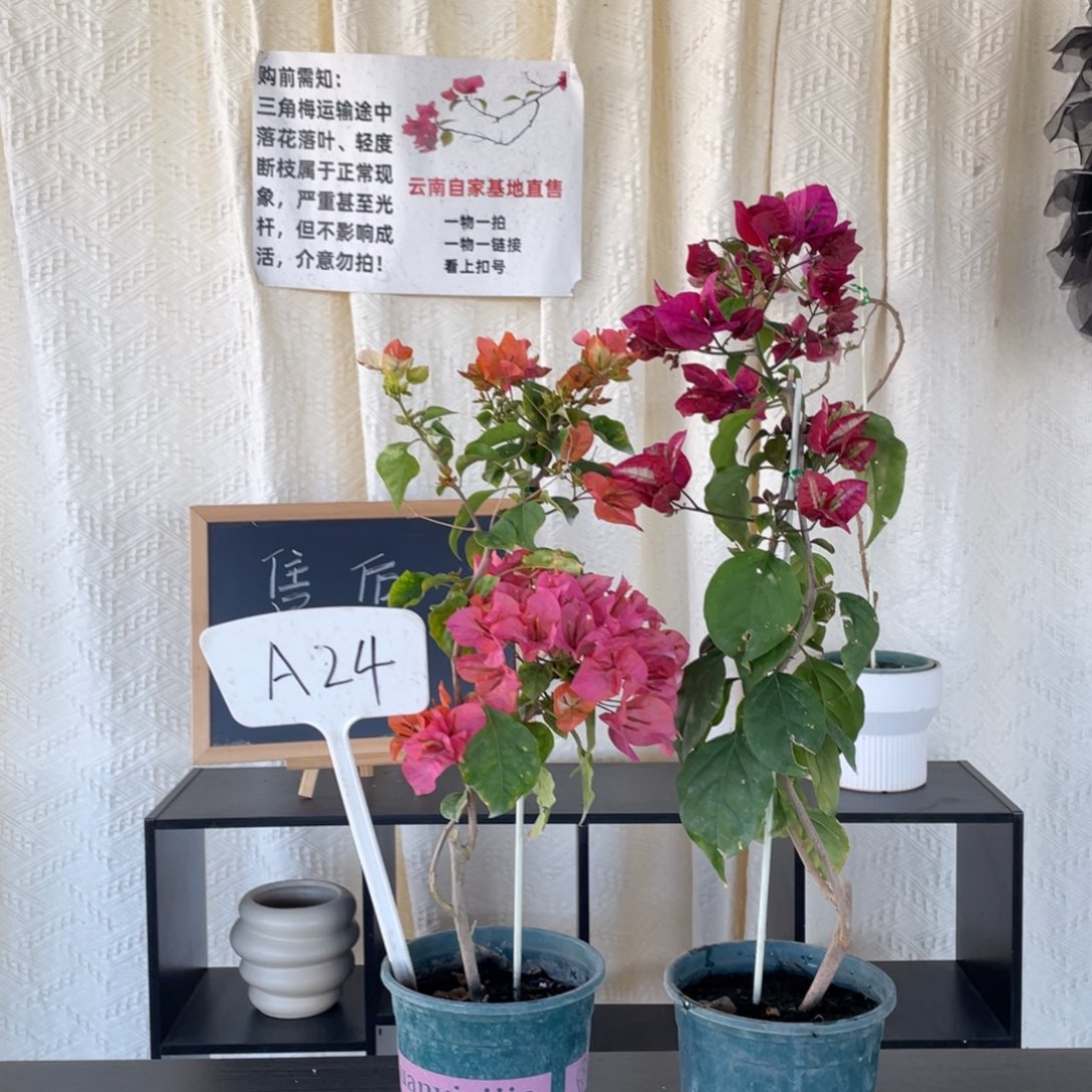 丽***贝全部花朵橙口红+倾城A24