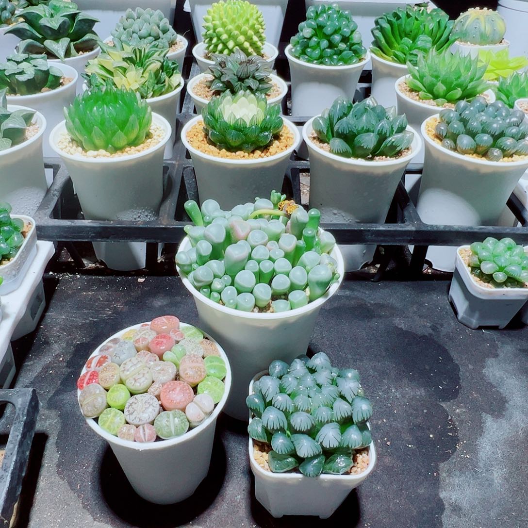 福利，3颗组合，25，666