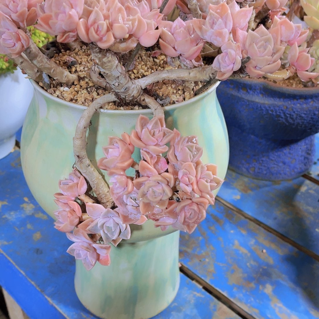 红陶?****?多肉植物保护研究所