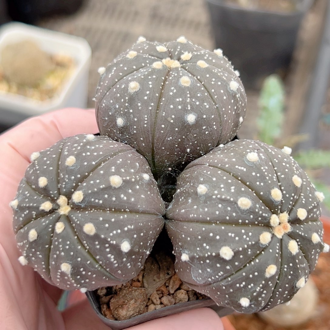 实生 多头兜仙人球