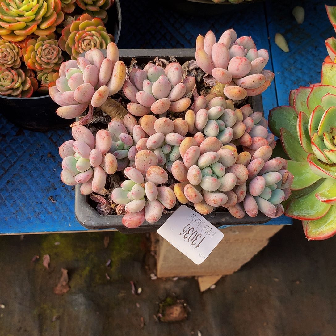 七***望      香香雪多肉13035