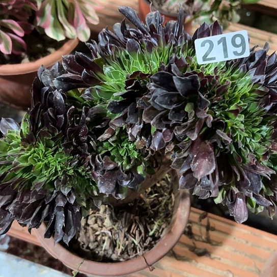 牛***织一颗多肉植物 219