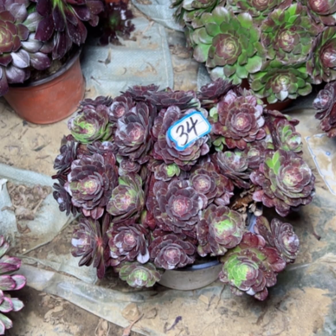 【闪购商品】多肉植物砍过不售后的34