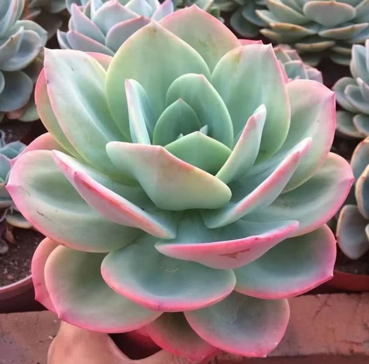 地栽单头血凤  好看好养 多肉植物 昆明发货