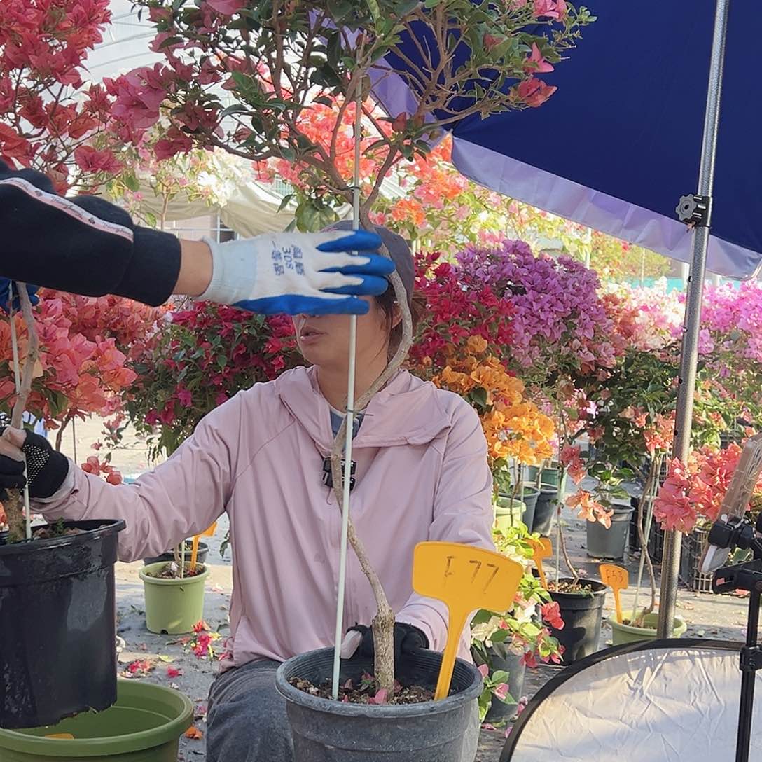 菟***菟大部分花苞少量开放F77贝拉酒红