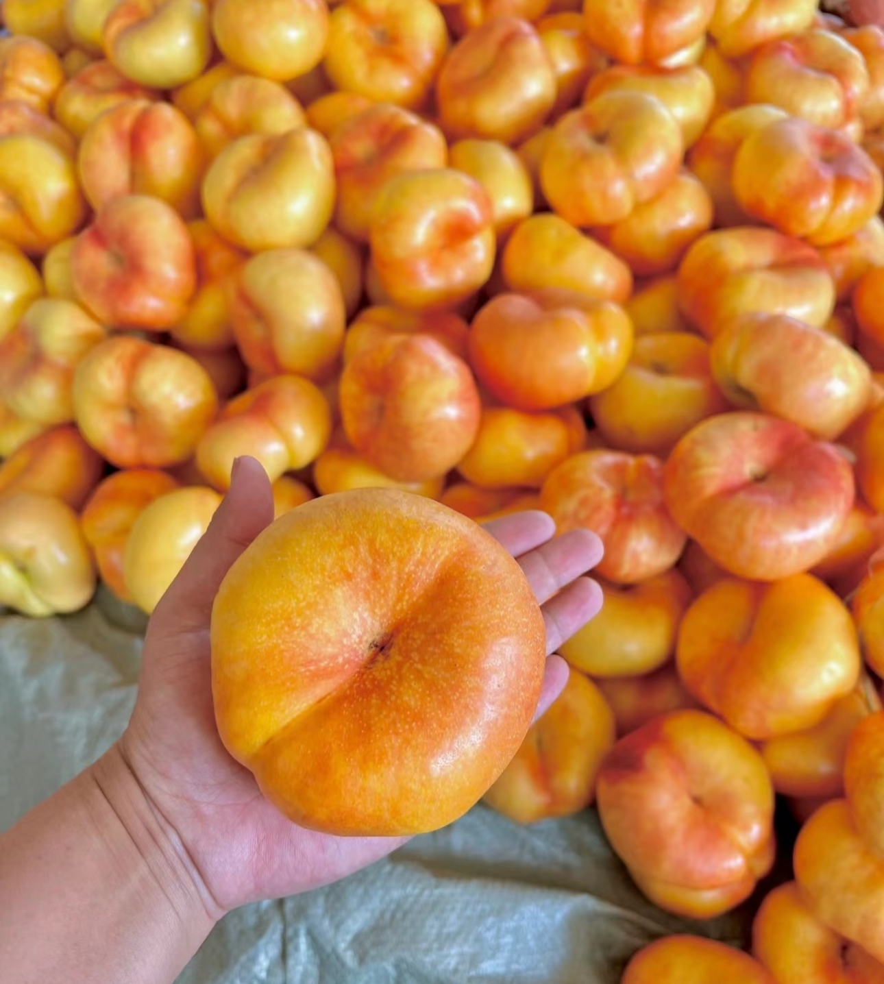 【京东快递】山东蒙阴紫金紫霞蟠桃新鲜现采