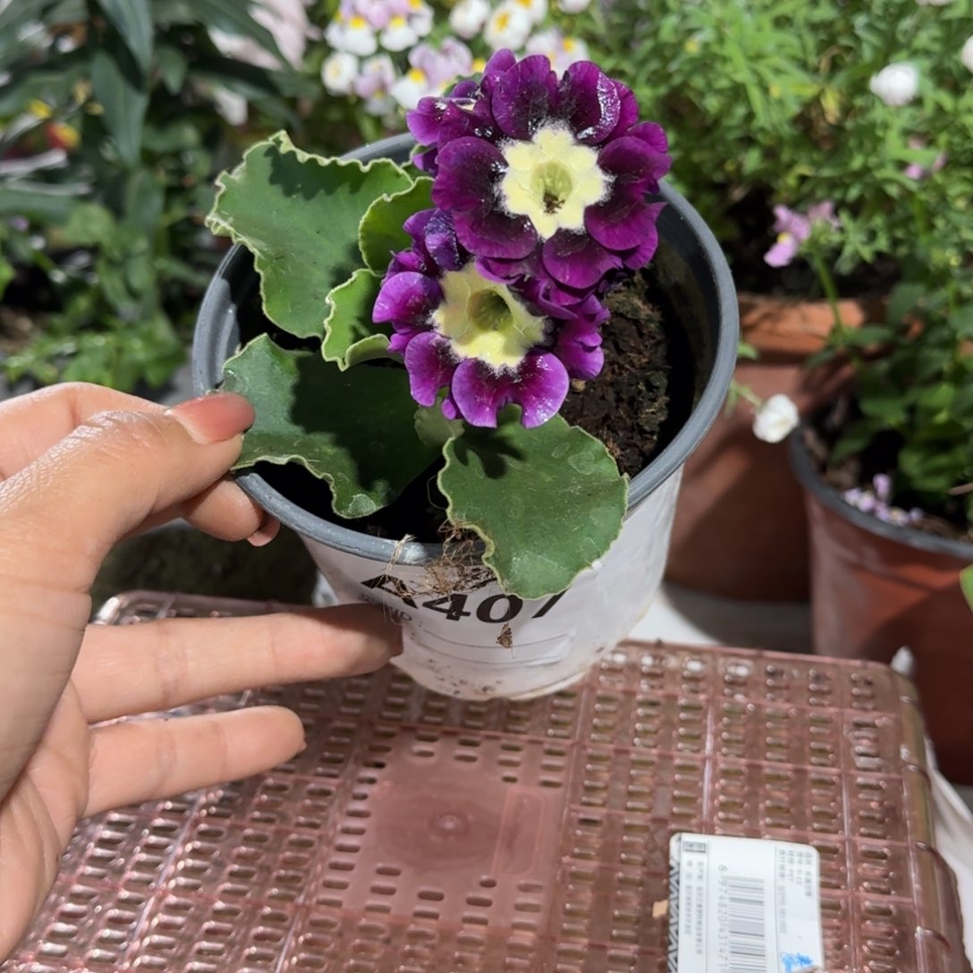 一物一拍耳叶报春A407少叶子