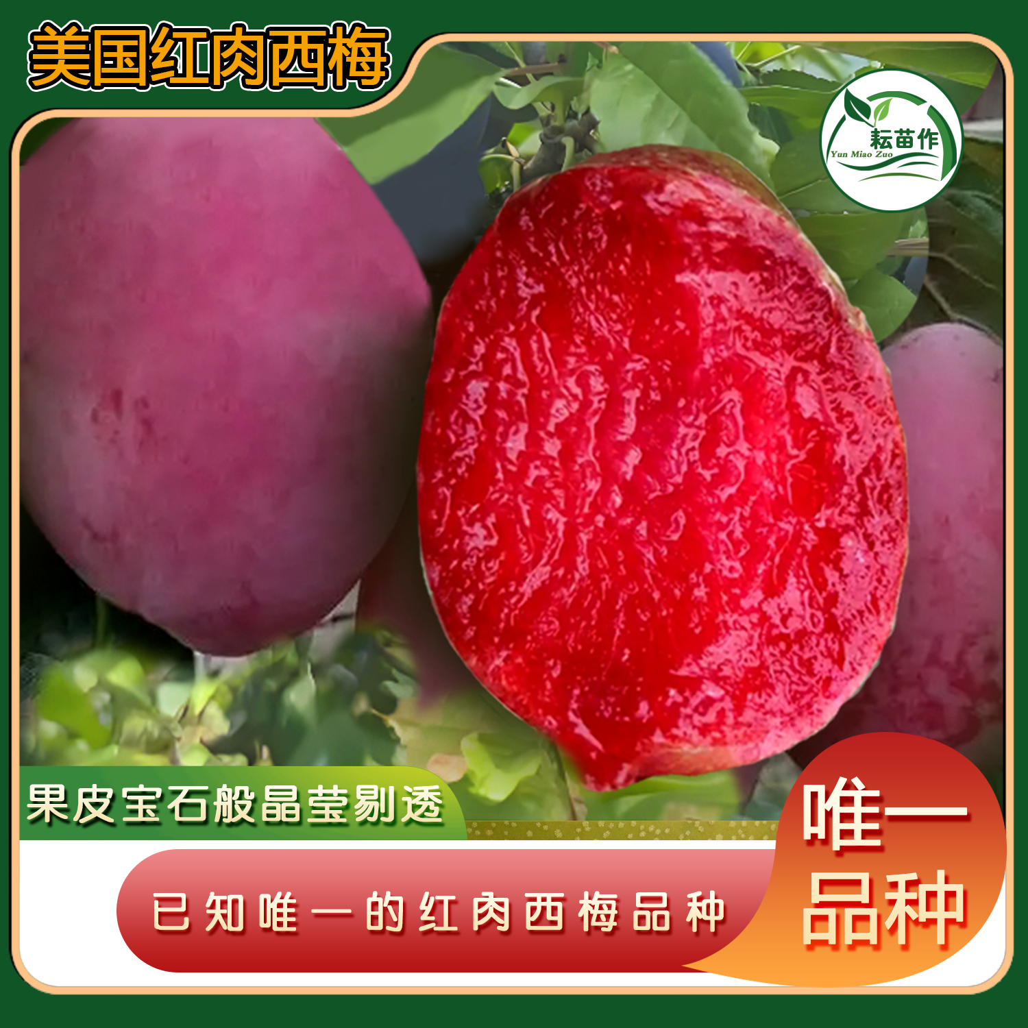 美国红肉西梅苗/已知唯一的红肉型西梅/综合性状优异经济价值高