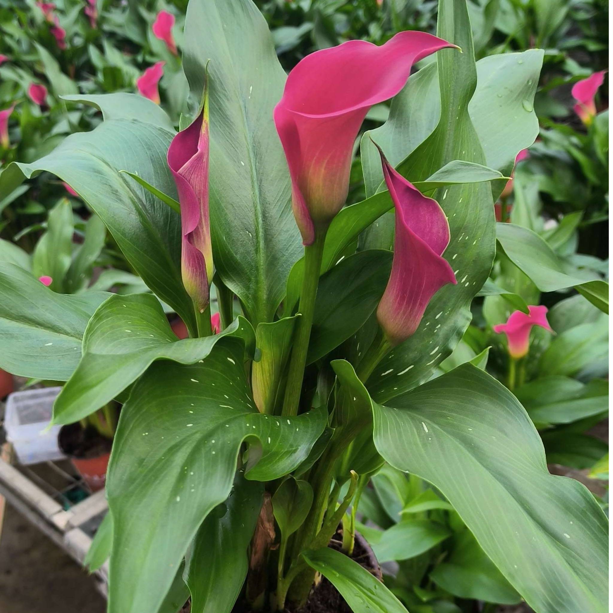 英茂【樱桃】彩色马蹄莲盆栽云南直发