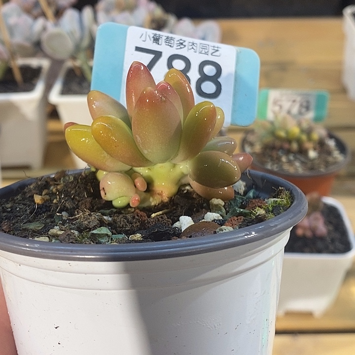 芒果朵朵788号的啊啊啊啊多肉啊啊啊