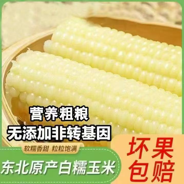 【试吃4支】东北白糯玉米 软糯粘香 真空包装  整箱12支7斤-8斤