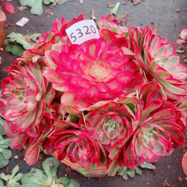 大孔雀翎特价多肉