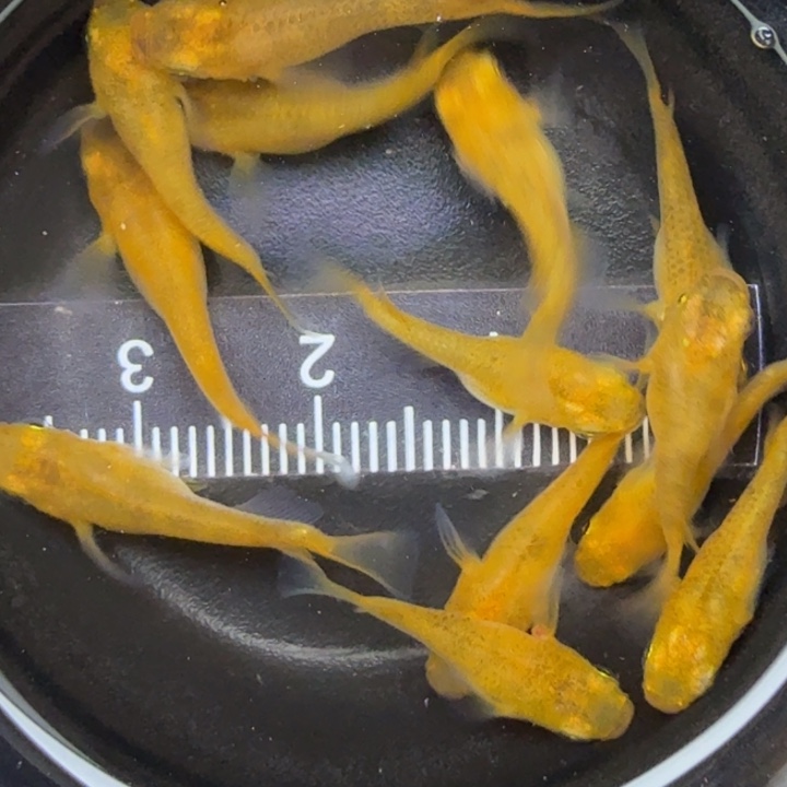 青鳉鱼赤虎球球6号