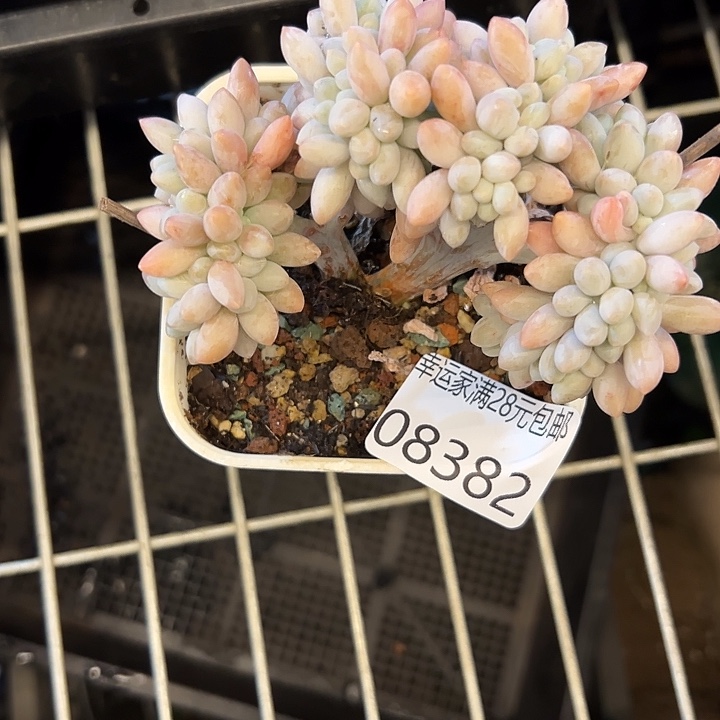 幸运的是我还在努力地