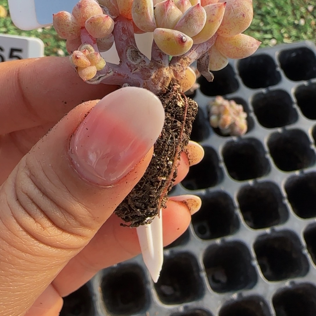 z***语496 号一物一拍特价福利