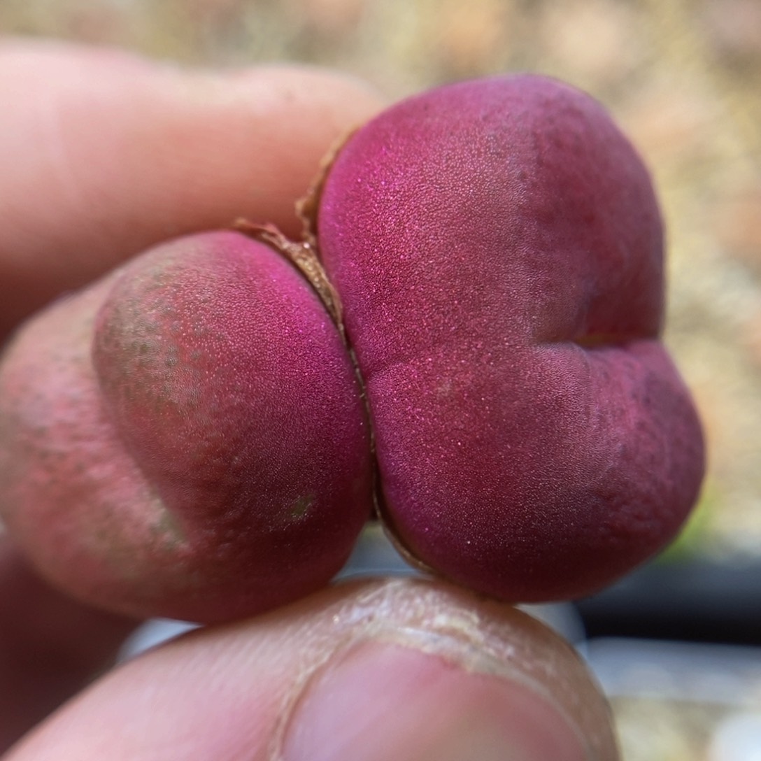 丝绒双头多肉福利