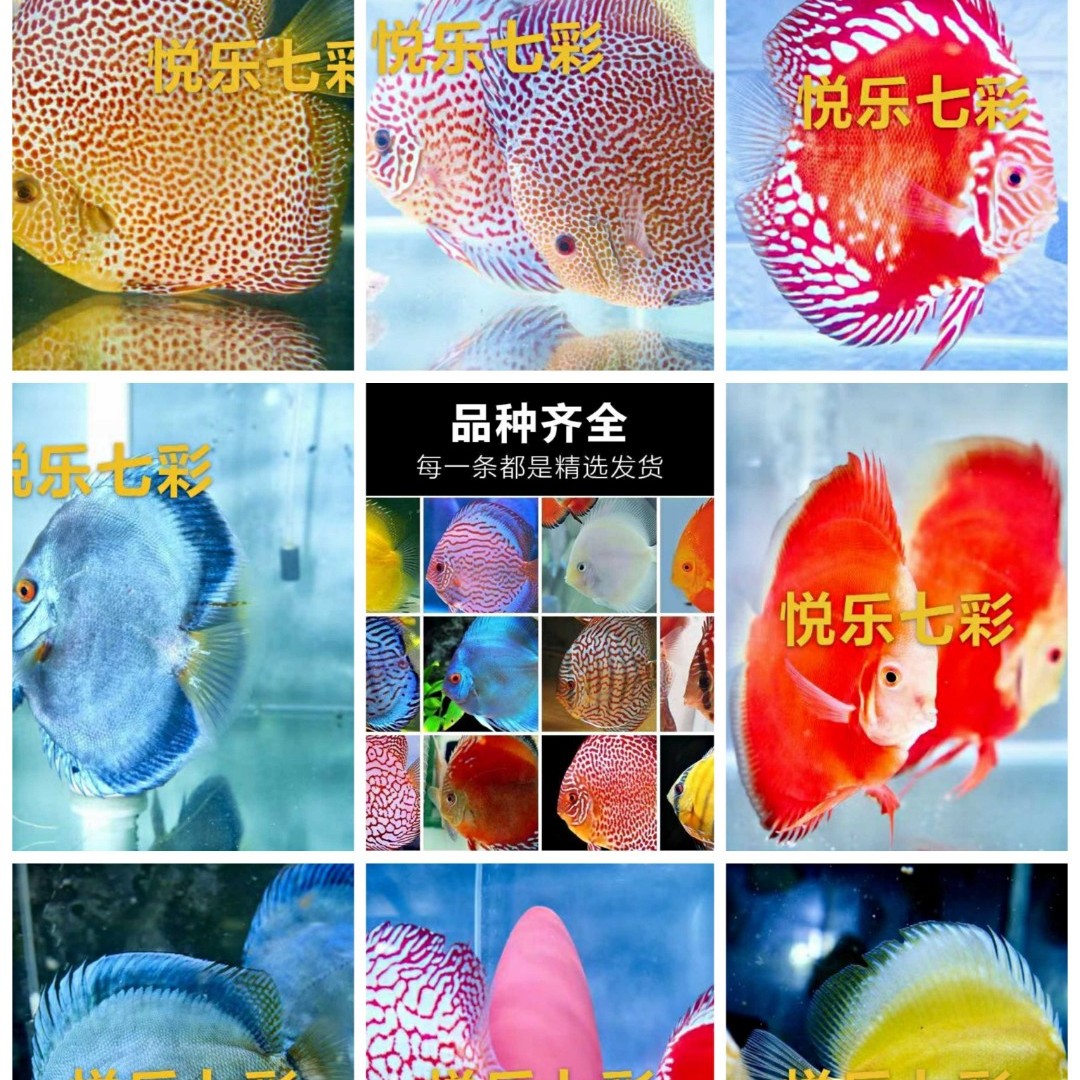 直播间福利七彩神仙鱼热带鱼观赏鱼淡水鱼活体鱼大苗