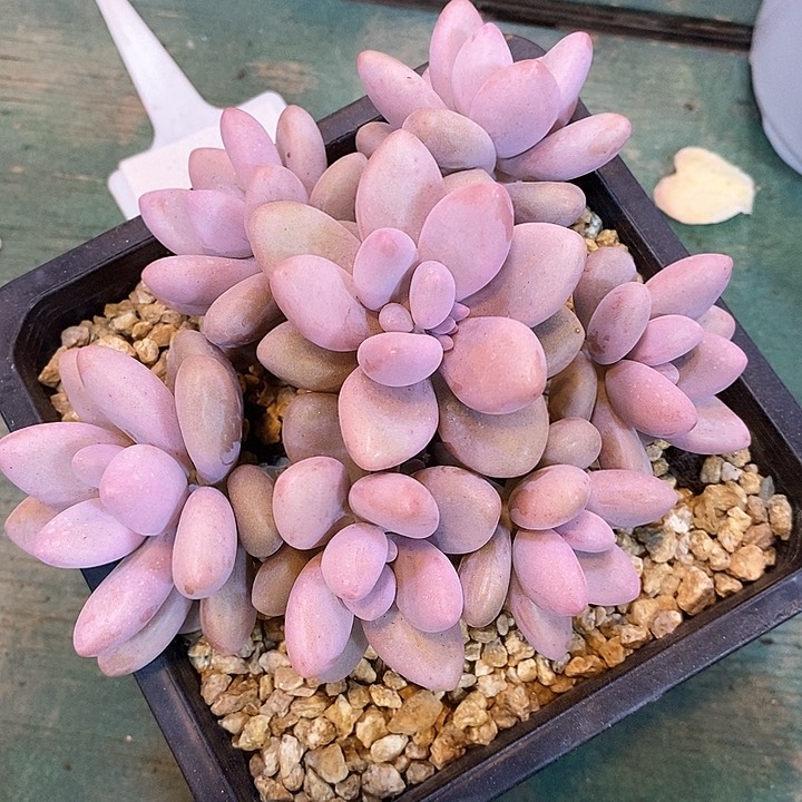 自然群捧花，1234564849