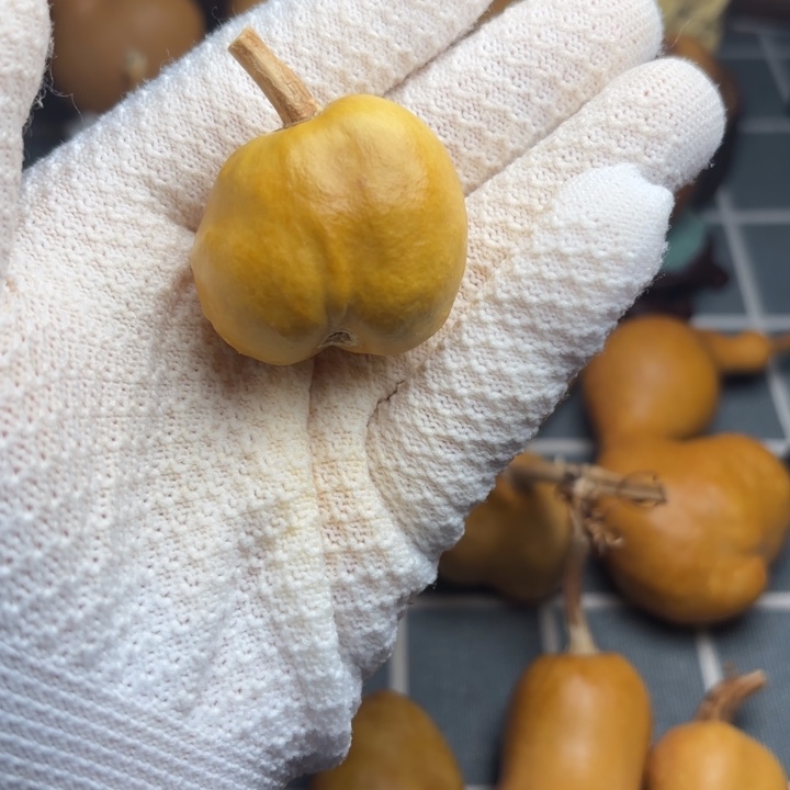 圆***乎77666666666666666666