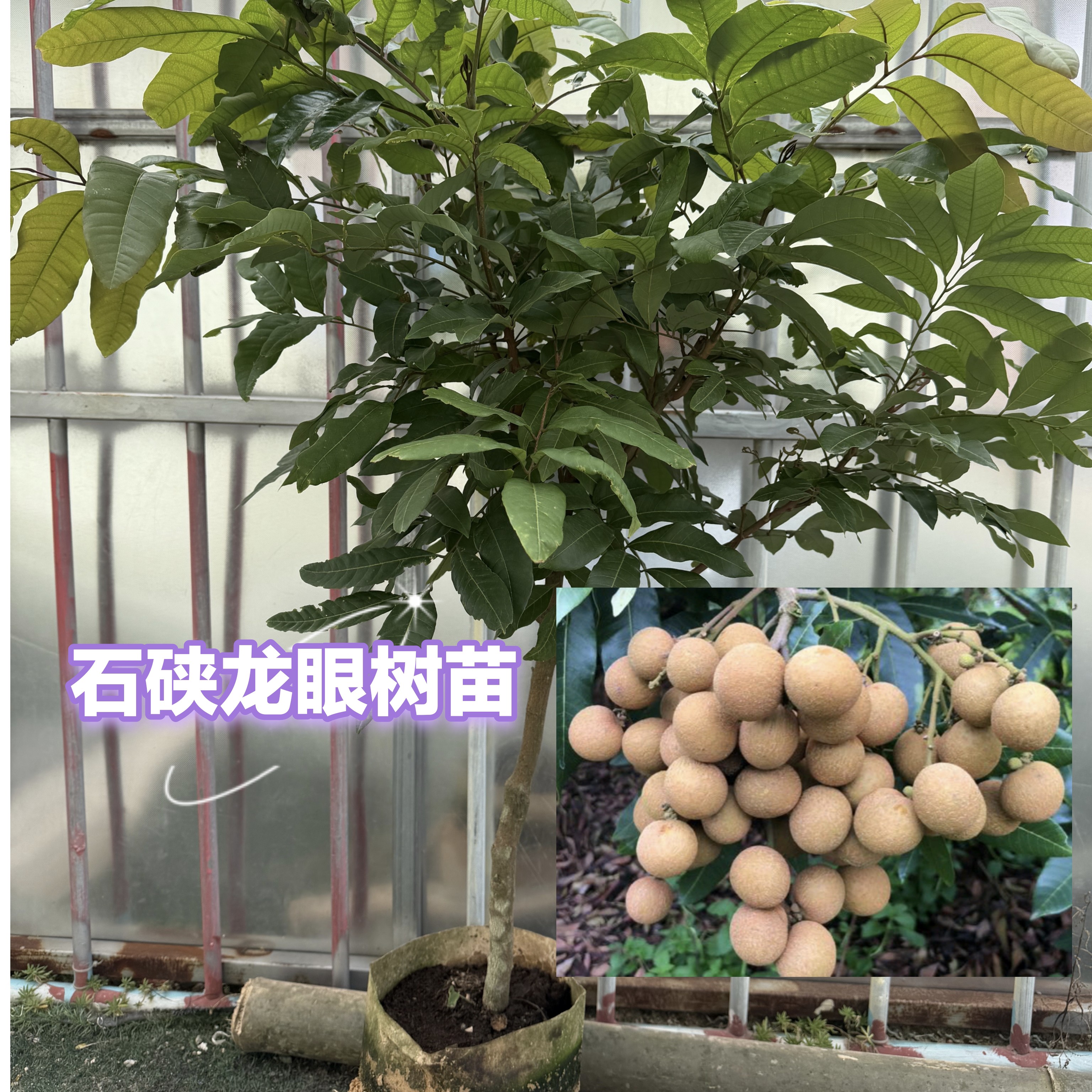 石硖储良龙眼嫁接果树苗庭院阳台盆栽地栽带土带叶