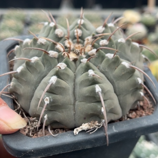 当前无花栽培后可以开花实生一本刺