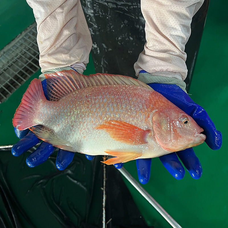 安心渔 生态彩虹鲷 吊水彩虹鲷鱼活鱼高品质水产品 京东顺丰快递发货