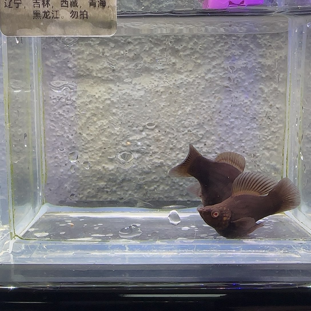 孔雀鱼巧克力。4号