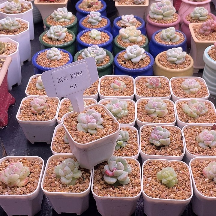 蕤***虣滨哥多肉M63糖心冰玉石化