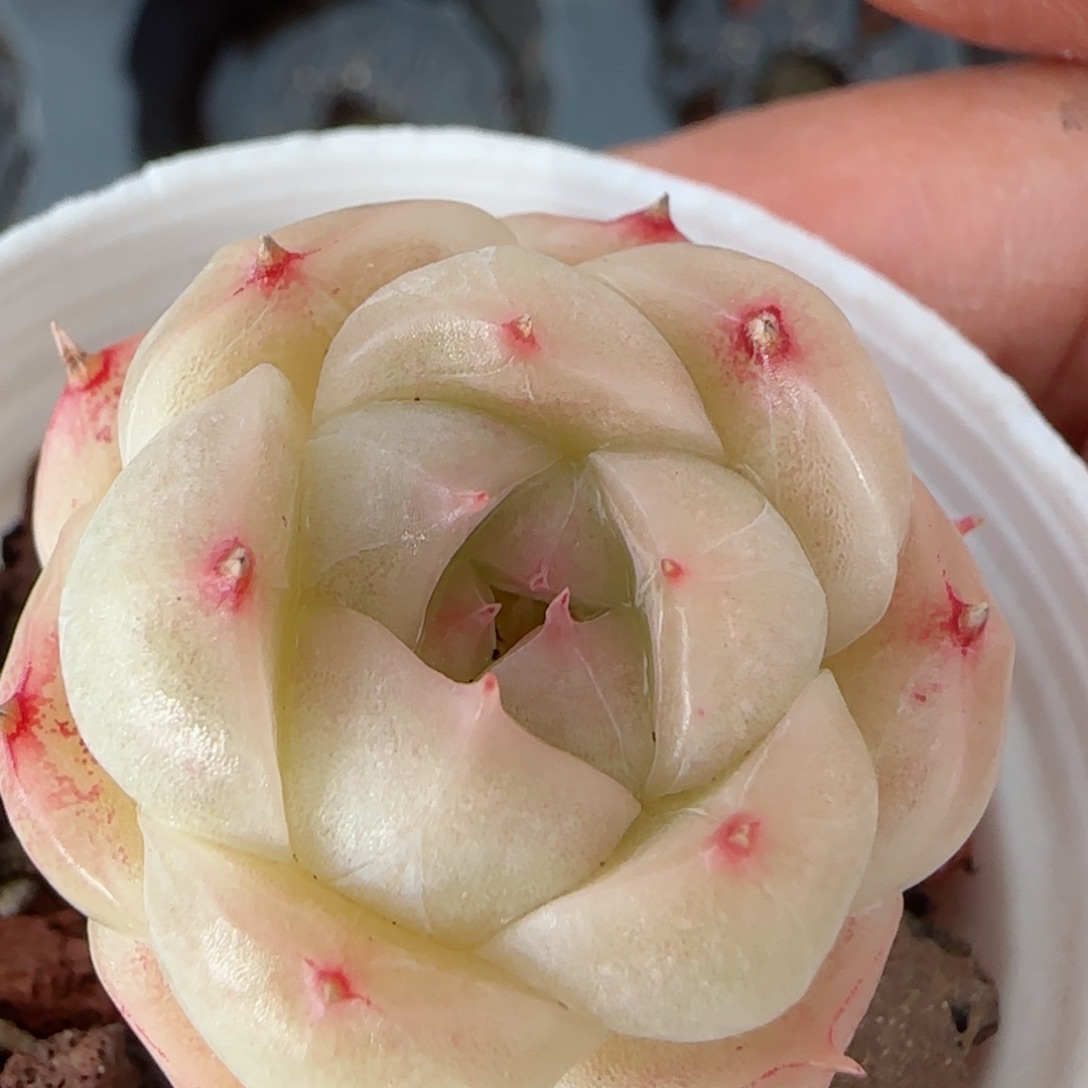 【闪购商品】0225-44包子麦杆