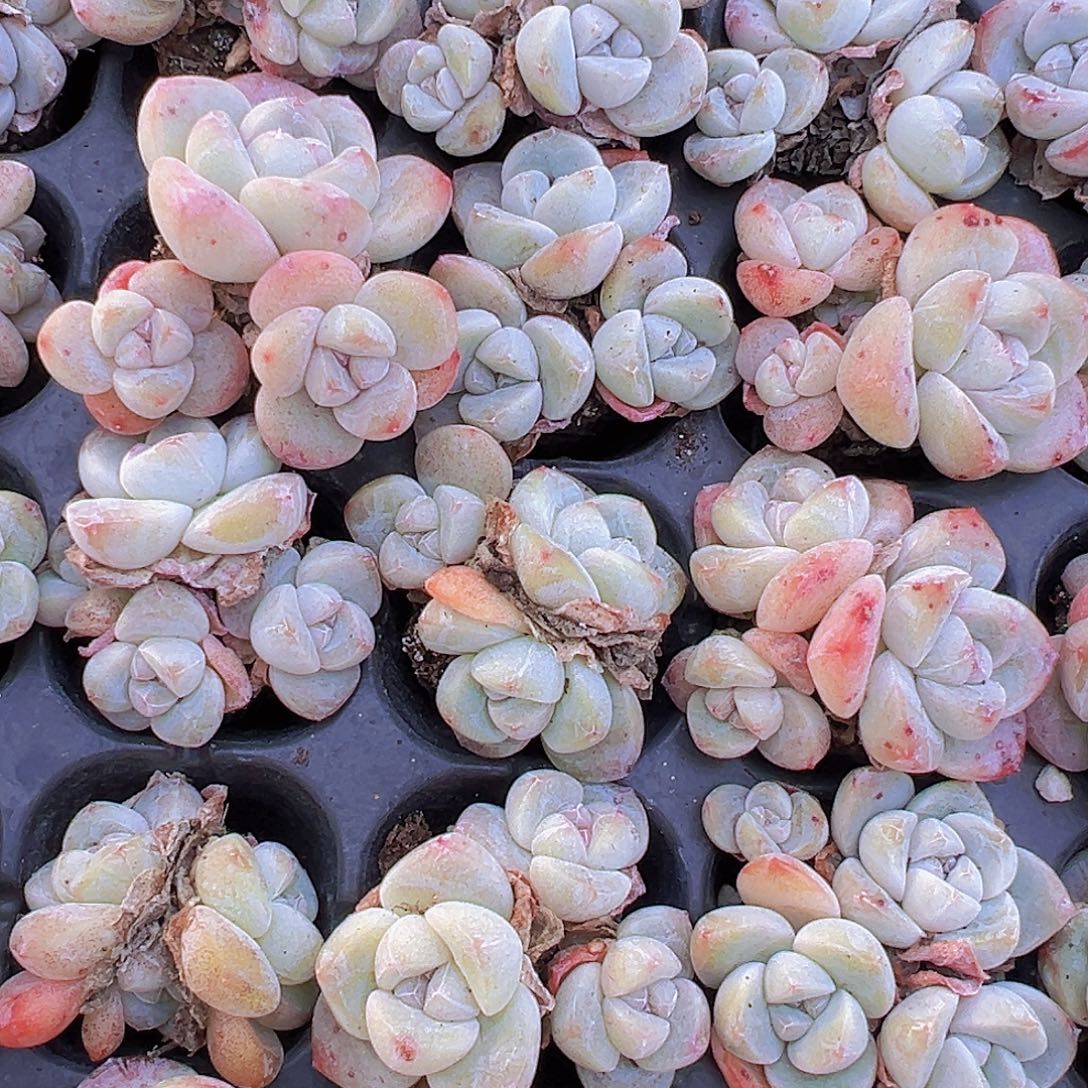 冰玉群苗5颗19包邮