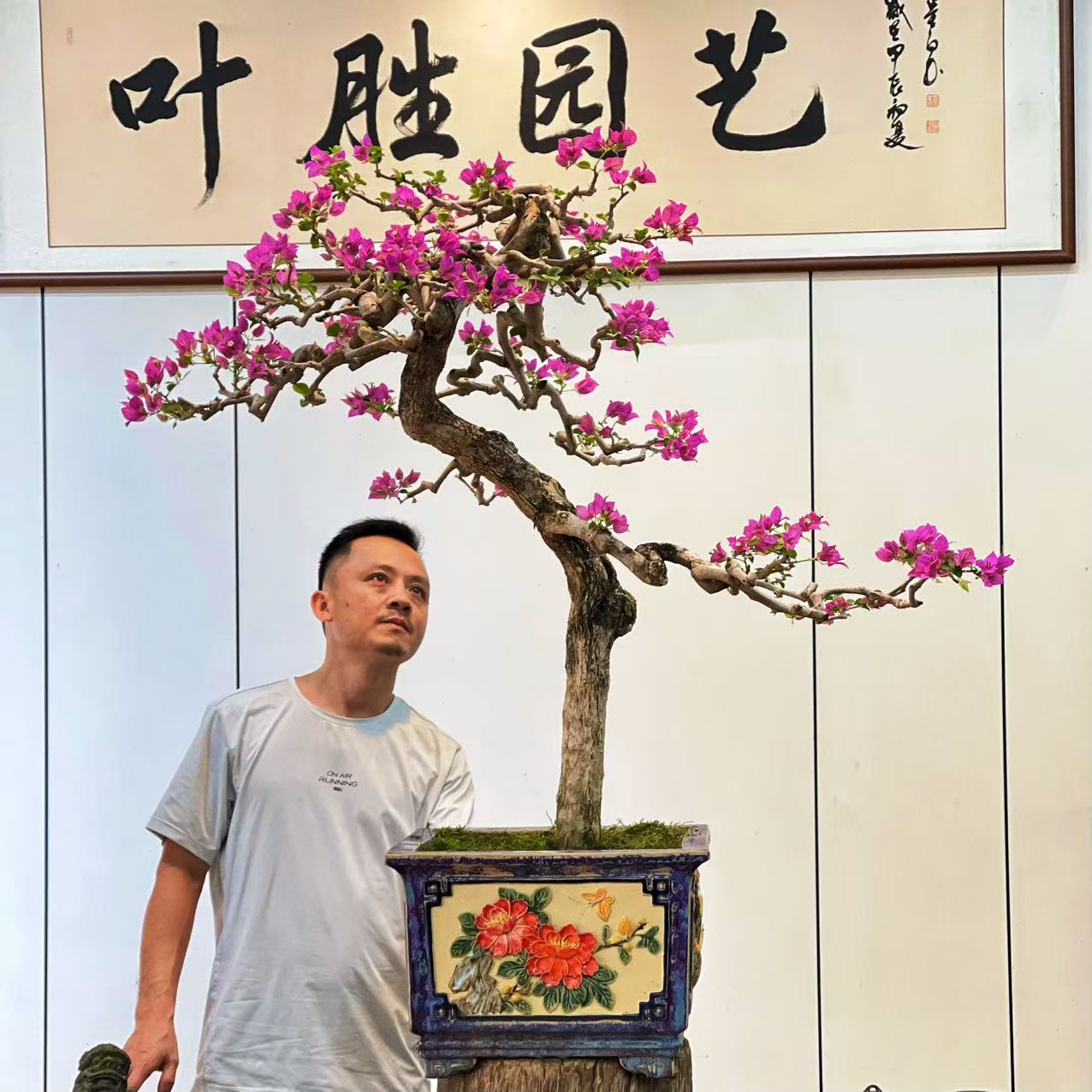 【叶胜园艺】精品小叶紫老桩三角梅盆景