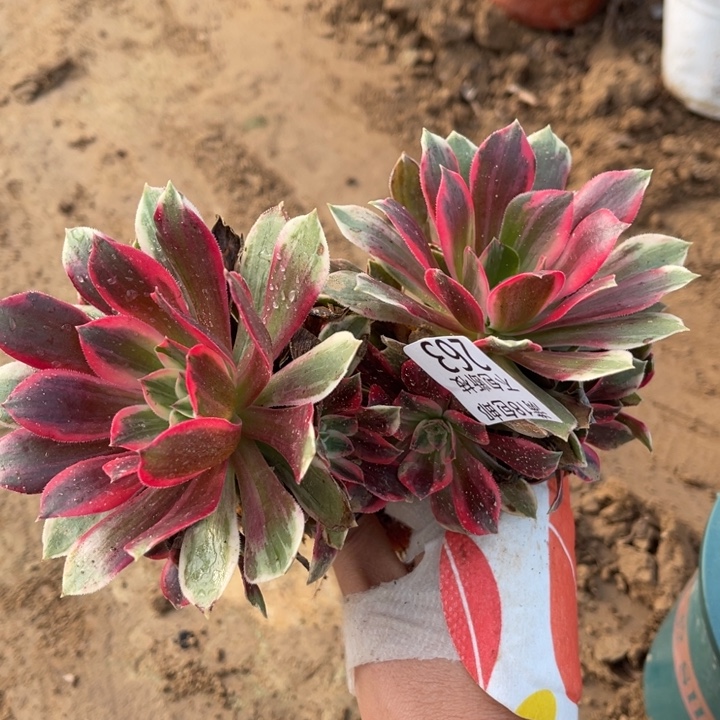 包***包263浣纱2颗小手捧2