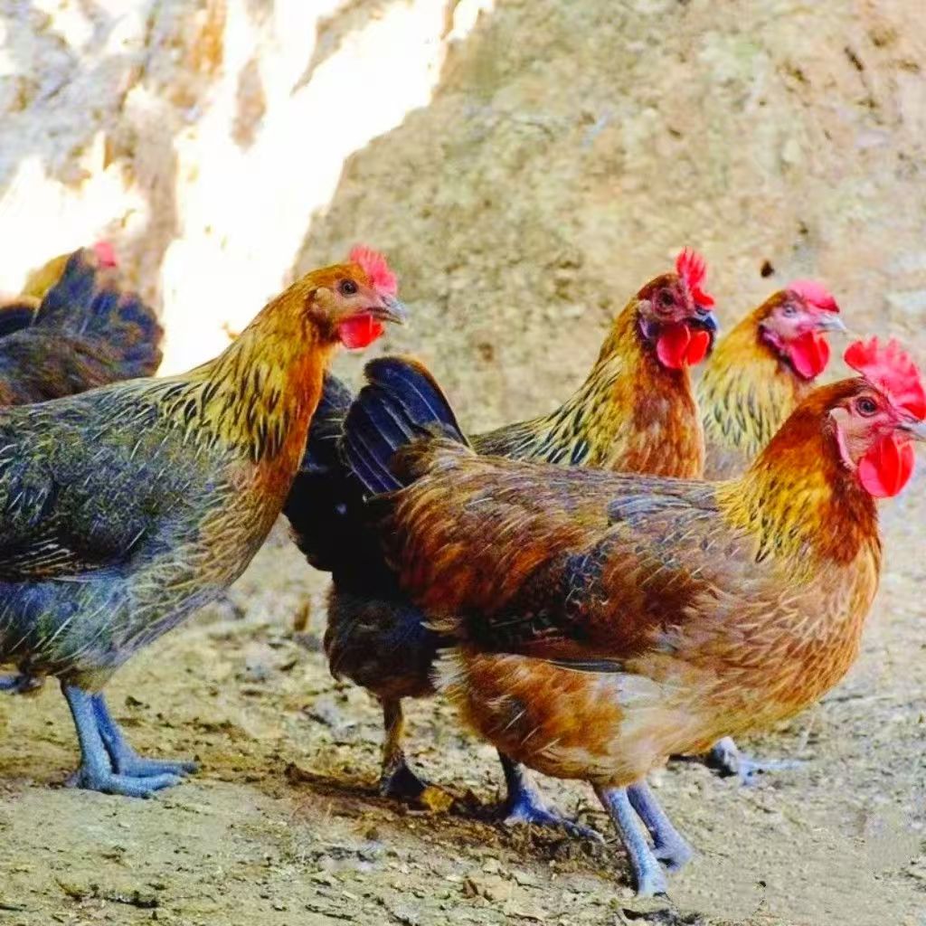 【红瑶鸡七只】单只一斤左右发货 漂亮美味整鸡好吃不贵顺丰包邮