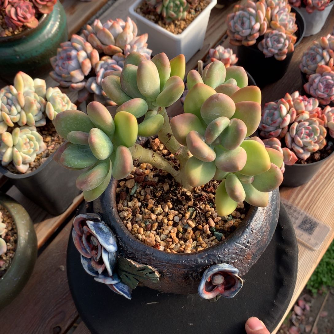 芒果奶五头一物一拍