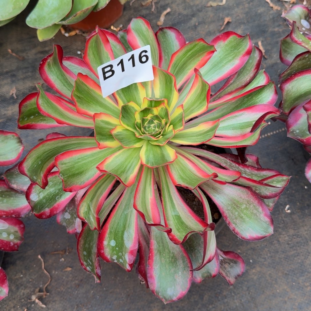 小***哥116多肉植物红魔女法师